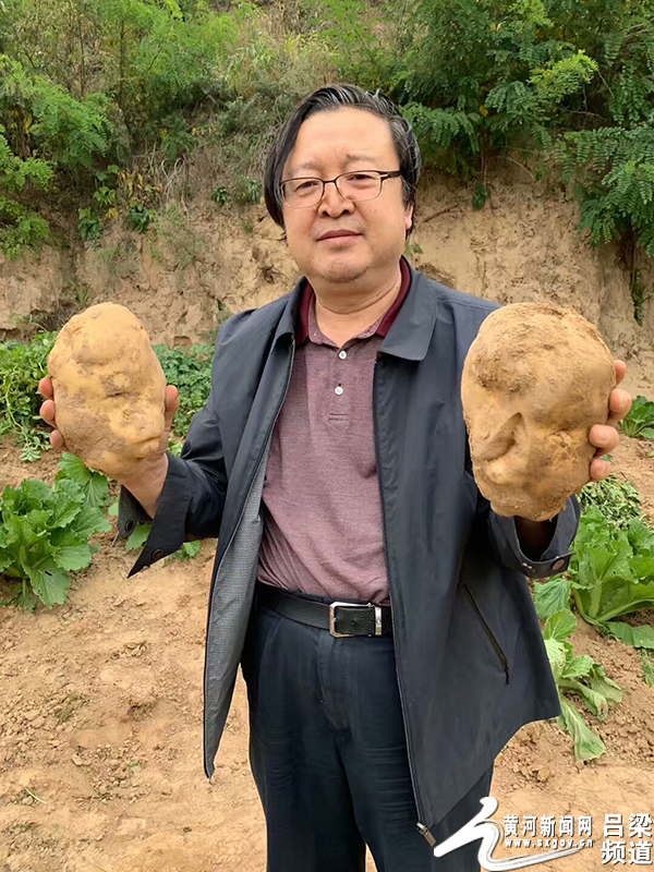 图为刘先生拿着两颗各约2斤多重的大土豆.
